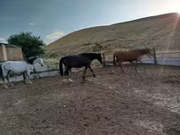 Koń, Konie — zdjęcie 7