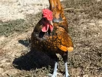 Sebright — foto 3
