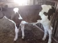 Vache, Brune lettone — photo 1