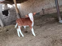 Boğa, Simmental cattle — foto 3