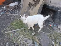 Էգ այծ, Այծեր — լուսանկար 4