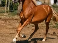 Kůň, Haflinger — foto 1