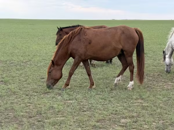Mare, Horses — Kazakhstan