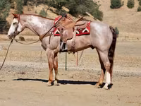 公马, National Show Horse — 照片 5