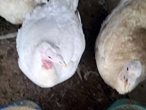 Turkeys — Uzbekistan