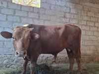 Toro, Bovini — foto 4