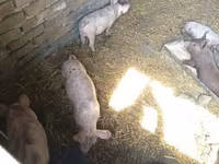 Schweine (Partie, Geschlecht nicht angegeben), Дюрок — Foto 1