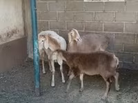 Får, Arashan sheep — foto 3