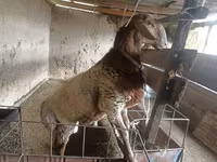 Montone, Rhon sheep — foto 1