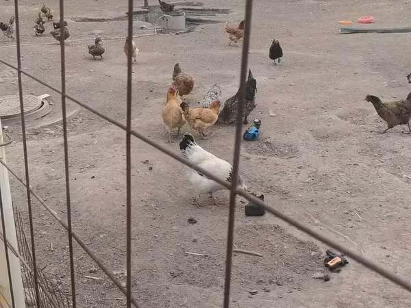 Chickens