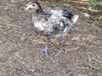 Kočin — fotografija 3
