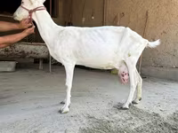 Kambing betina, Saanen goat — foto 1