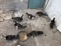 Ducks — foto 2