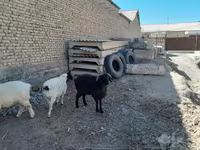 قوچ, گوسفند — عکس 4