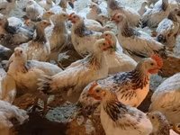 Chickens — foto 1