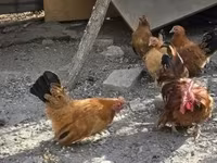 Chickens — 사진 1