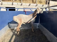 Beran, Arashan sheep — foto 1