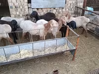 Beran, Arashan sheep — foto 3
