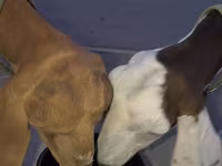 Koza, Beetal goats — foto 5