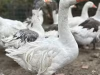 Geese — foto 2