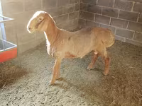 Kambing jantan, Arashan sheep — foto 7