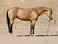 公马, Quarter Horse — 照片 2
