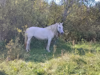 Hoppe, American shetland pony — foto 2
