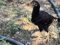 Chickens — foto 1