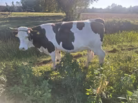 Krava, Russian Black pied cattle — foto 3