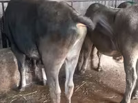 황소, Russian Black pied cattle — 사진 8