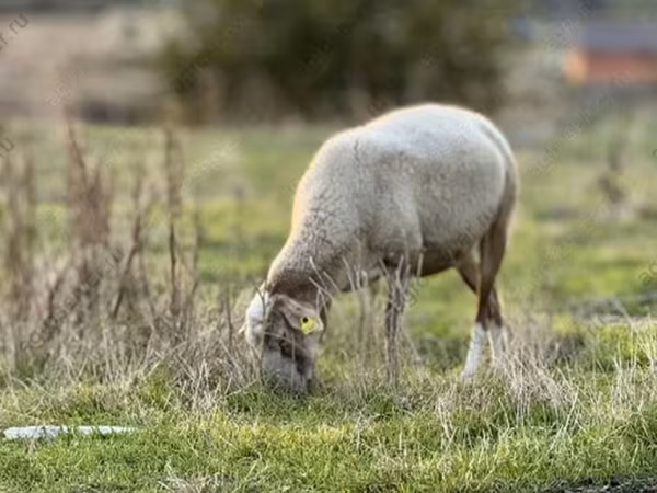 Oaie, Katum sheep