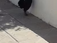 Chickens — 사진 3