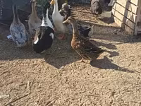 Ducks — sawirka 2