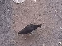 Guinea fowl — 1 зураг