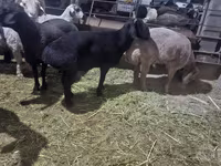Beran, Hissar sheep — foto 3