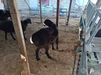 قوچ, گوسفند — عکس 3