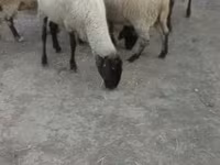 Owca, Tsigai sheep — zdjęcie 1