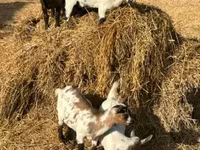 Chèvre, Dutch Landrace goats — photo 4