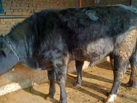 Ng'ombe dume, Aberdeen – Angus — picha 3