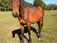 Cavalo, Kisber felver — foto 2