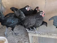 Chickens — foto 3