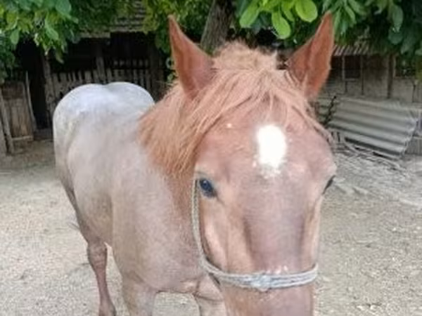 Hingst, Hästar