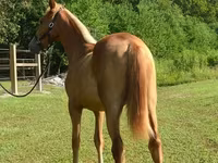 Klisna, Rocky Mountain Horse — foto 2