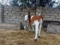 Krava, Simmental cattle — fotografija 1