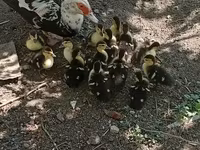 Ducks — 写真 3