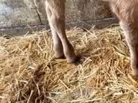 Бик, Russian Black pied cattle — снимка 2