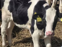 Býk, Russian Black pied cattle — foto 8