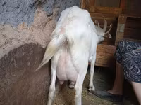 बकरी, Saanen goat — फ़ोटो 3