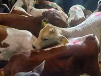วัวตัวผู้, Simmental cattle — รูปภาพ 3