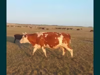 گاو ماده, Simmental cattle — عکس 1